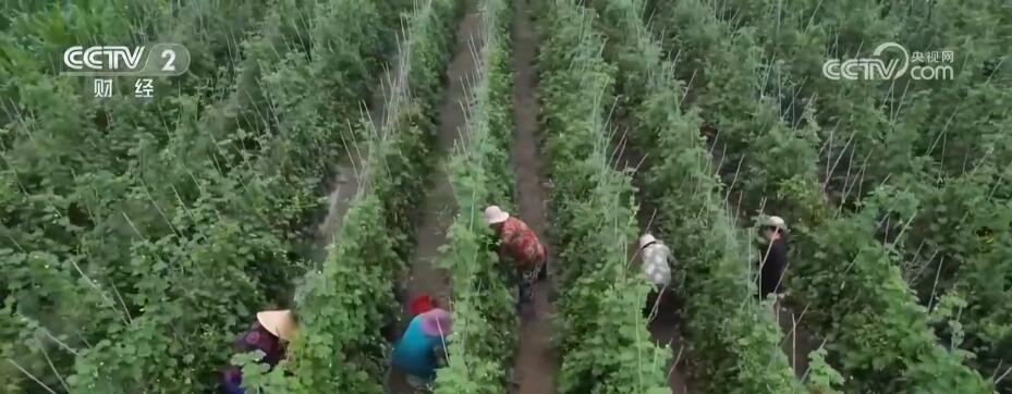 應對強降雨加強田間管理 確保蔬菜穩產保供(圖2)