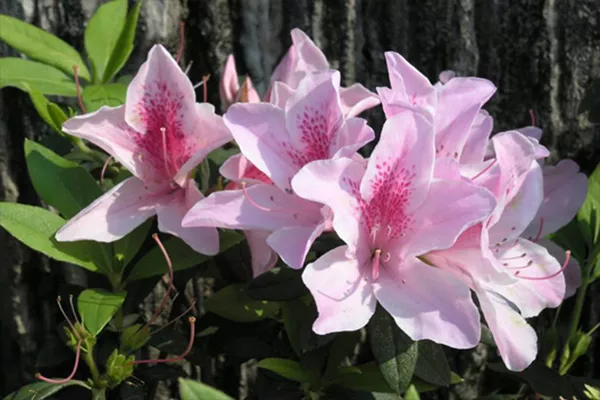 云霧山杜鵑花什么時候開 2019年云霧山杜鵑花開放時間(圖3)