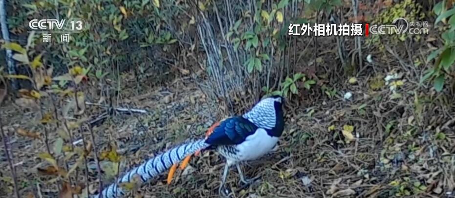 哈巴雪山監測到多種珍稀保護動物 生物多樣性保護成效明顯(圖3)