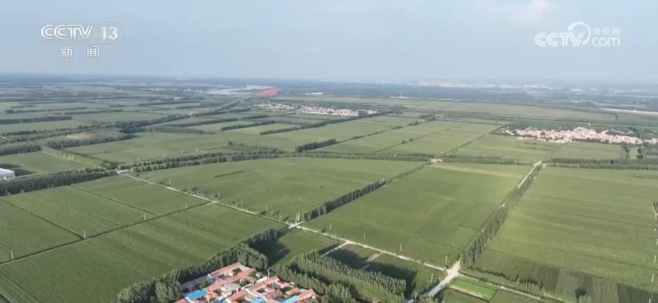 “濟(jì)麥”“齊黃”“登海”等優(yōu)質(zhì)品種多次刷新全國高產(chǎn)紀(jì)錄(圖5)