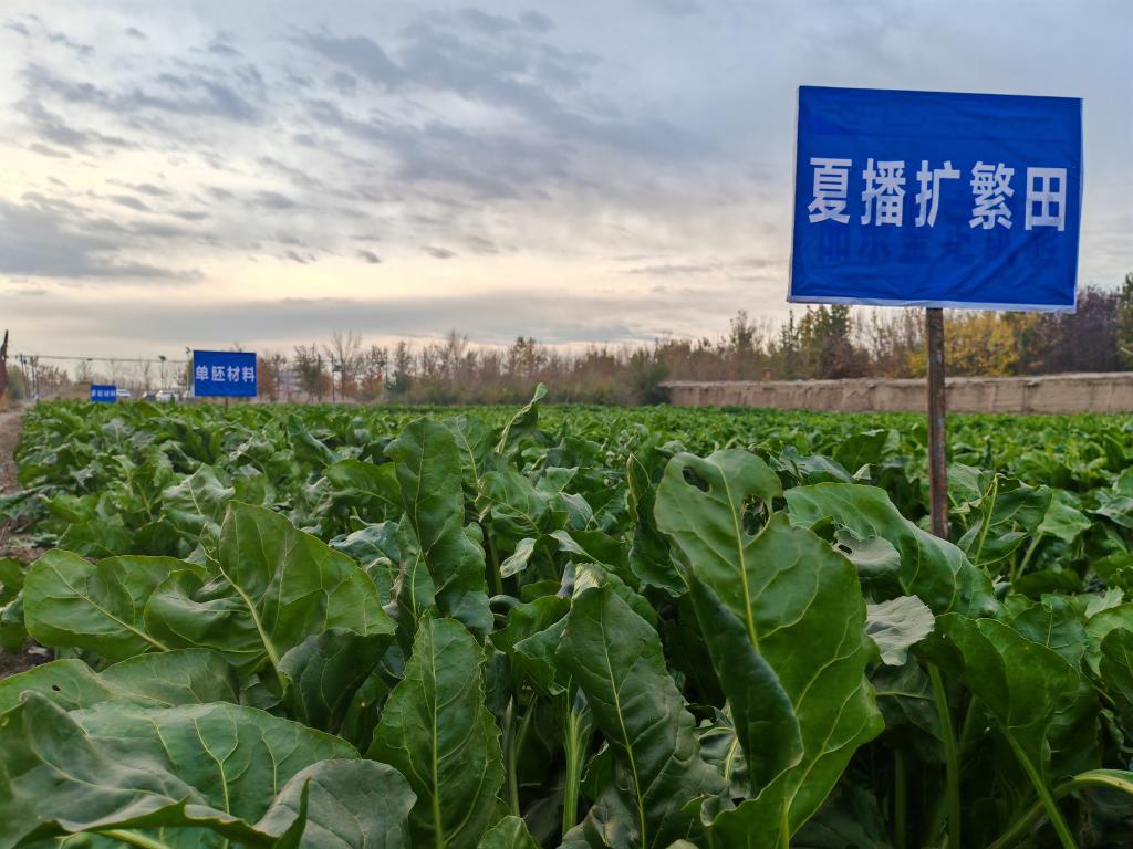 我國甜菜種子丸粒化加工技術取得重要突破