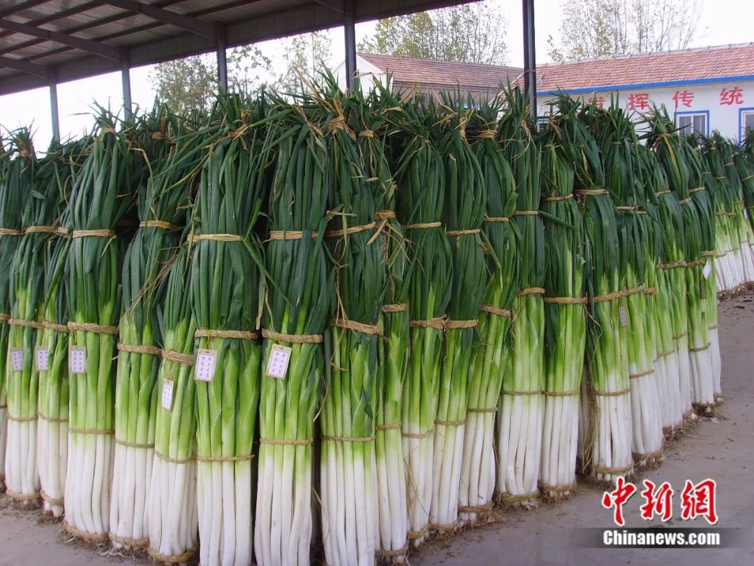 比姚明高一頭！這里的大蔥靠什么猛“長(zhǎng)個(gè)”？(圖1)