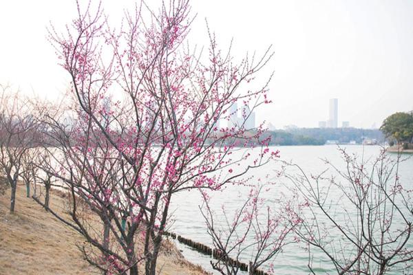 長(zhǎng)沙賞梅勝地有哪些