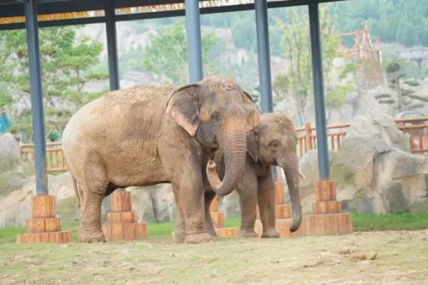 2024徐州九頂山野生動(dòng)物園門(mén)票優(yōu)惠政策