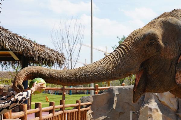 2024徐州九頂山野生動(dòng)物園門(mén)票優(yōu)惠政策