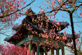 南京梅花節(jié)2024是什么時(shí)候開始舉行