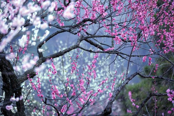 南京梅花節(jié)賞梅景點