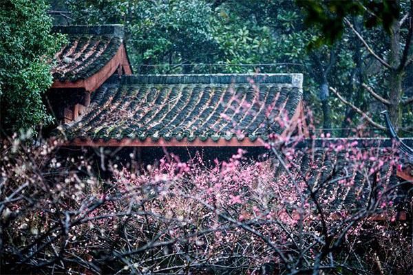 2024杭州超山梅花最佳賞梅時(shí)間