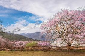 波密桃花溝最佳觀賞地點(diǎn)