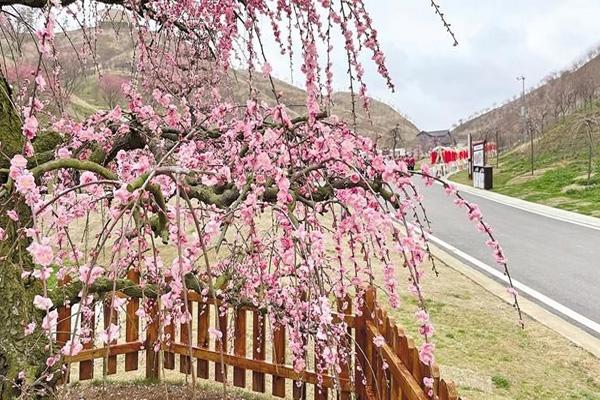 2024貴州梅園門(mén)票優(yōu)惠政策