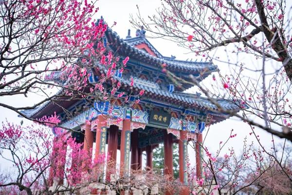 2024中國南京國際梅花節詳細游玩攻略