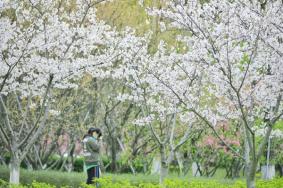 蘇州春季賞花景點(diǎn)有哪些