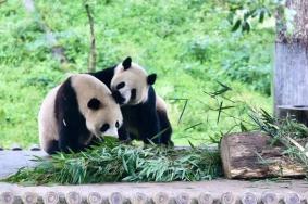 2024竹海野生動(dòng)物園門票免票政策是什么