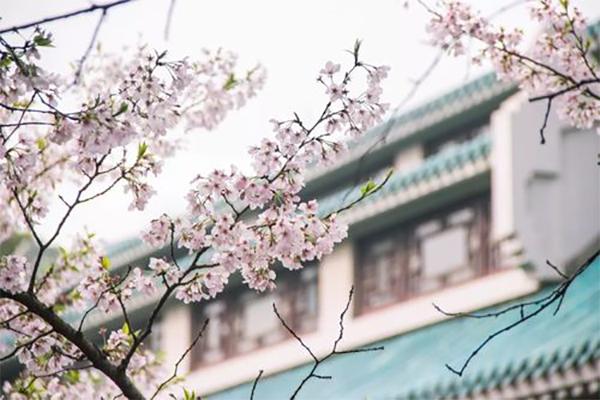 2024年武大櫻花預約入口+時間+門票