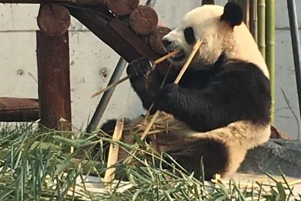 愛保野生動(dòng)物園門票優(yōu)惠政策