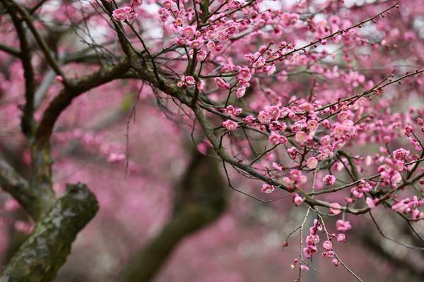 長(zhǎng)沙哪里看梅花