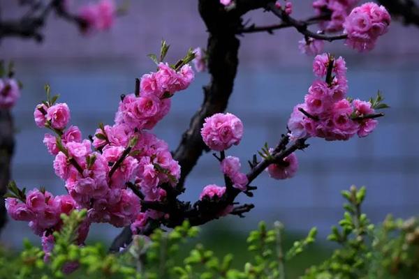 長(zhǎng)沙哪里看梅花