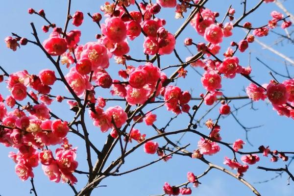 長(zhǎng)沙哪里看梅花