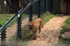 長沙生態(tài)動物園游玩攻略 一日游最佳路線