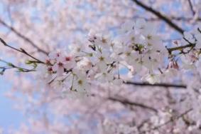 2024無錫櫻花花期預(yù)報(bào) 無錫櫻花什么時(shí)候開花