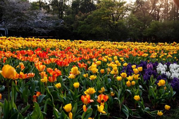 太子灣郁金香什么時(shí)候開花2024