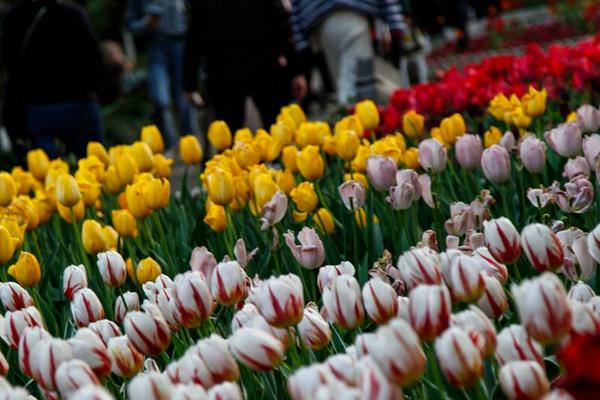 太子灣郁金香什么時(shí)候開花2024