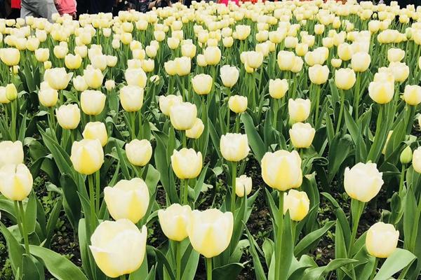 太子灣郁金香什么時(shí)候開花2024