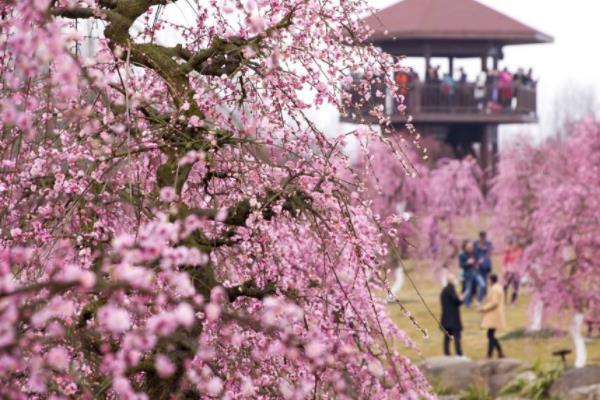 2024成都問花村在哪里門票價(jià)格及開放時(shí)間