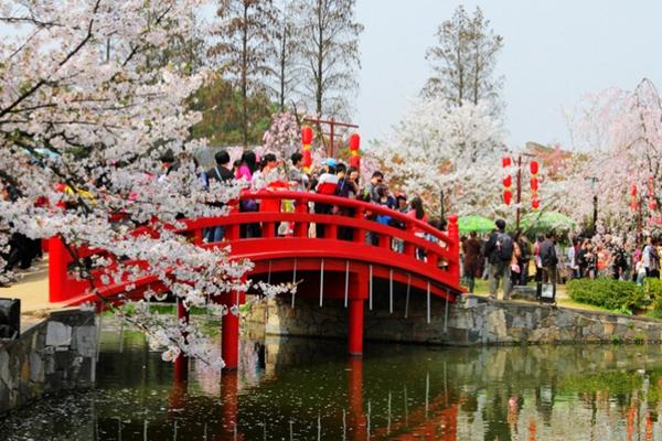 2024武漢東湖磨山櫻花園門票價格