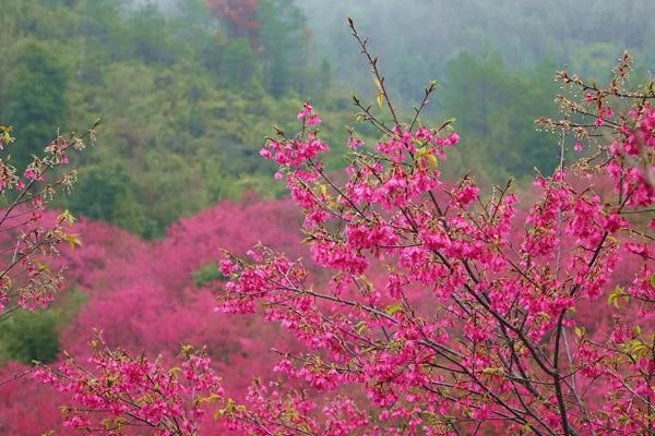 2024韶關櫻花公園開放時間