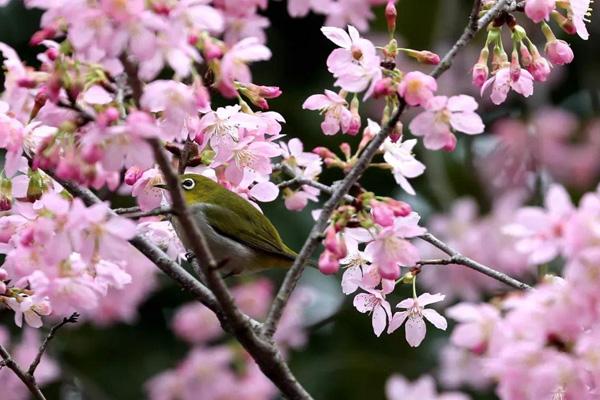 2024韶關櫻花公園開放時間