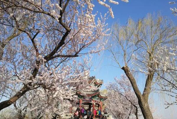 2024天津桃花節(jié)在哪里舉辦 什么時候開始