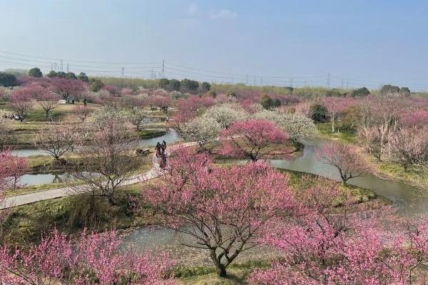 花開海上生態(tài)園最佳觀賞時(shí)間2024