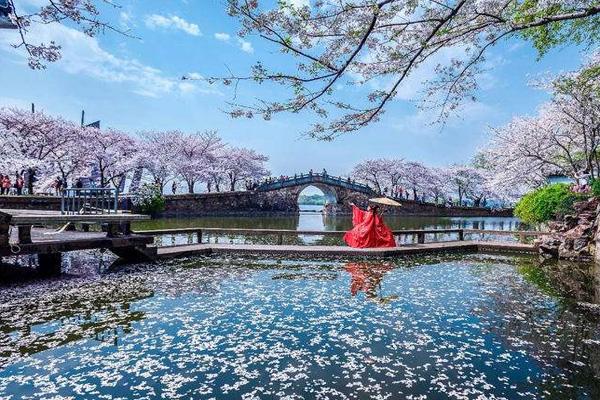 2024無(wú)錫黿頭渚櫻花什么時(shí)候最好看 黿頭渚櫻花最佳觀賞期