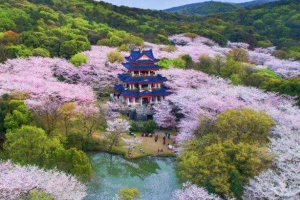2024無(wú)錫黿頭渚櫻花什么時(shí)候最好看 黿頭渚櫻花最佳觀賞期