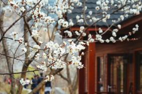 2024水長城桃花開了嗎？什么時(shí)候開？
