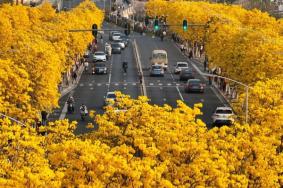 廣西春天開什么花 賞花地點(diǎn)推薦