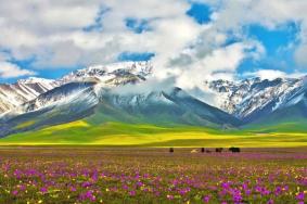 賽里木湖賞花攻略 附花名、觀賞時間、觀賞地點