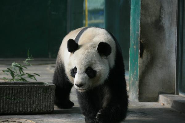 2024成都動(dòng)物園開放時(shí)間及門票