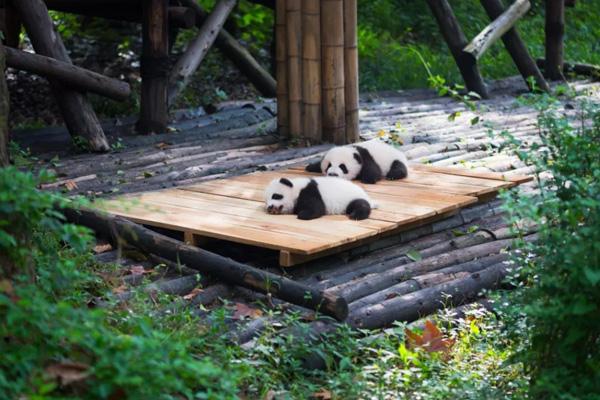 2024成都動(dòng)物園開放時(shí)間及門票