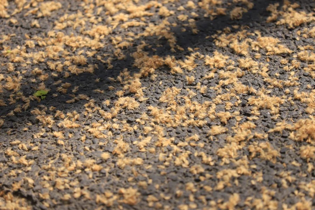 上海即將進入果毛集中飄落期，經過這些路段請加強防護