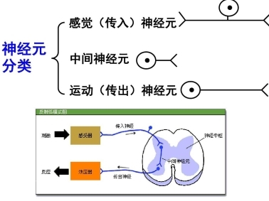 警惕“無效補(bǔ)鈣”：液體鈣成補(bǔ)鈣黃金搭檔(圖2)