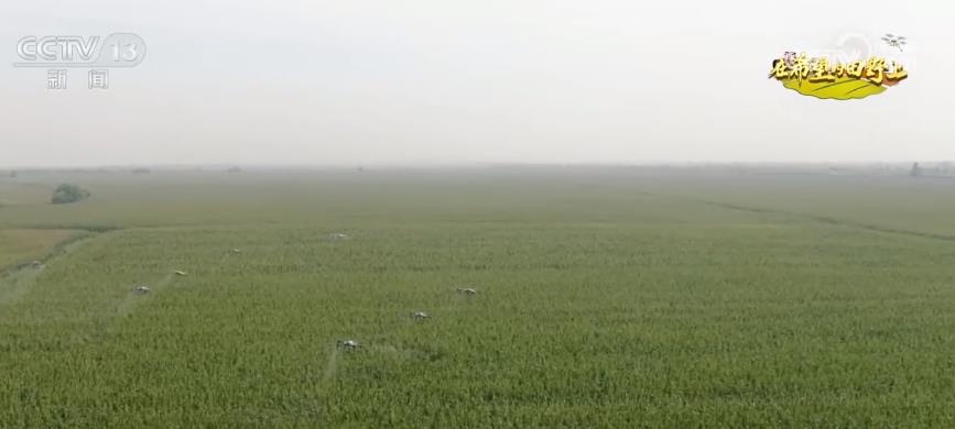 “一噴多促”提產(chǎn)量 農(nóng)業(yè)專家深入田間做好秋糧管護(hù)