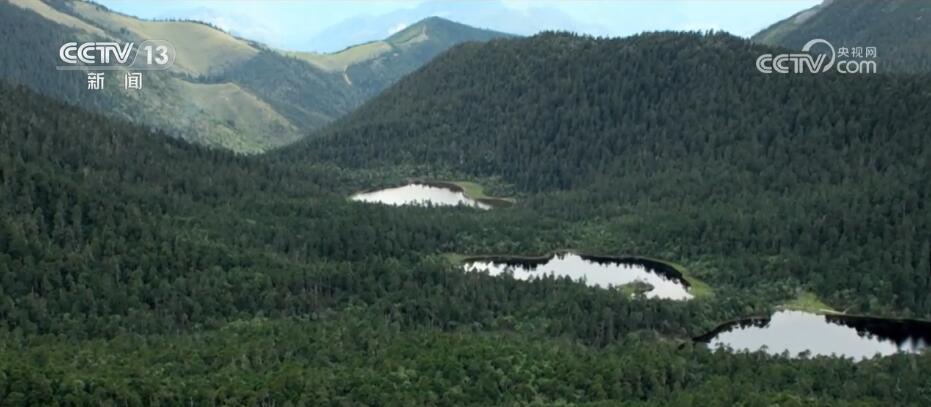 加強生物多樣性保護 “雪山精靈”滇金絲猴種群數量穩步增加