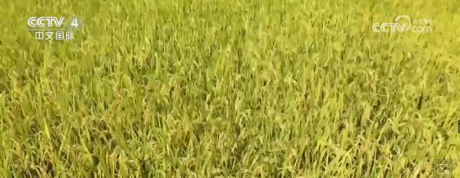 金秋水稻收割忙 風吹稻浪好“豐”景