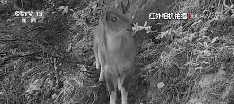 哈巴雪山監測到多種珍稀保護動物 生物多樣性保護成效明顯
