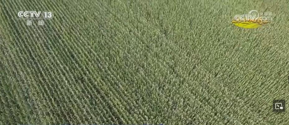 糧食主產區迎豐收 規?；洜I 為好技術找到用武之地