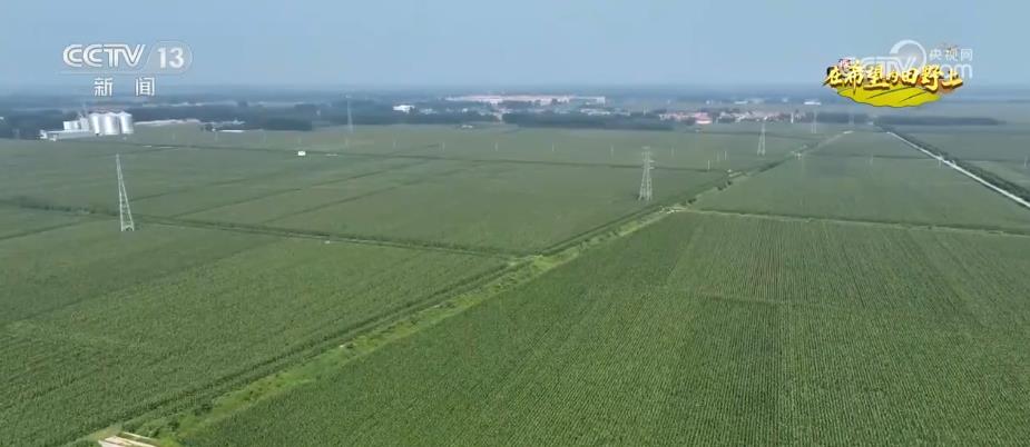 “濟麥”“齊黃”“登?！钡葍?yōu)質品種多次刷新全國高產紀錄